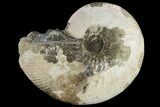 Fossil Ammonite (Phylloceras) - Madagascar #117151-1